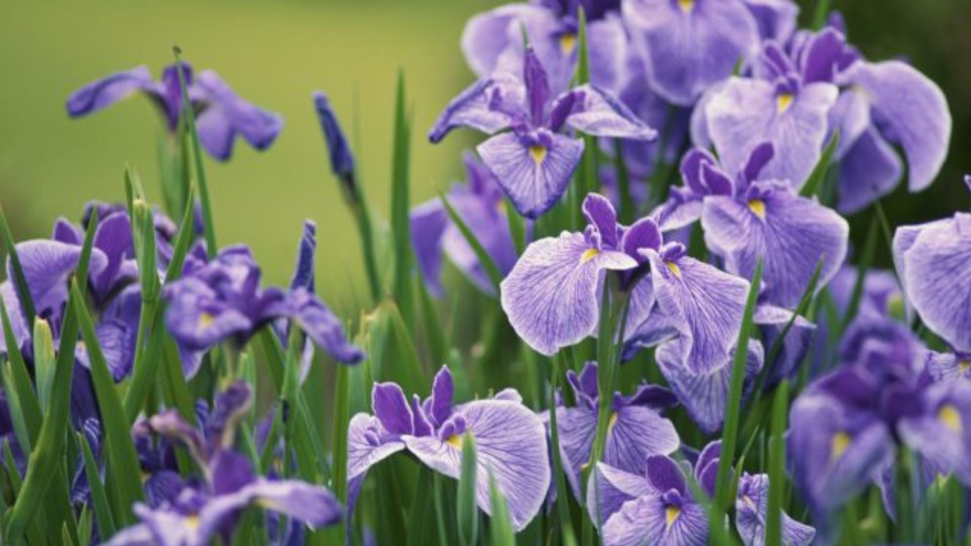 Công Dụng Của Hoa Diên Vĩ